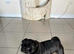 KC reg pug puppies