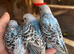 Beautiful Baby budgies
