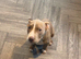 Staffy