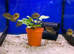 Rainbow Cichlid (Herotilapia Multispinosa)