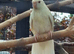 Beautiful young cream red eyed kakariki