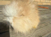 Pure bred Angora