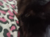 Kittens for sale
