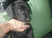 Red Chinese dog cross female