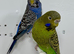 Black face Budgies for sale