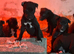 Stunning Lurcher pups READY NOW