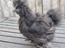 2 bearded silkie chicks available