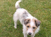 Jack Russell terrier