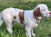 Clumber spaniel cross Jack Russell
