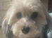 Toy Bichon frise girl 3 years old