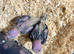 beautiful baby Green Indian Ringnecks Handreared