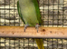 ALEXANDRINE HEN