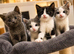 Biscuit – Gorgeous Blue-Grey British Shorthair Cross Kitten