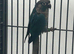 Hand Reared Baby Green Cheeked Conures