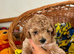 Asian maltipoo puppy girl