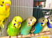 Beautiful Baby Budgies &. Cages Various. Mutations