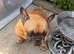 KC Registered French Bulldog female
