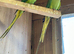 Pair of Indian ring necks