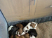 Puppies for sale
