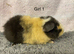 Pure breed teddy guineapig females