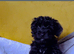 Beautiful Morkie Poo pups for sale