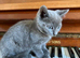 Russian blue kittens