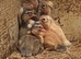 5 Crested Bantam Ducklings (aka Crested Miniature Appleyard)