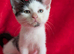 4 beautiful Turkish van X ragdolls babies