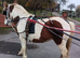 Project pony