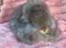 Angora