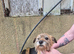 cocker spaniel and border terrier