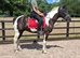 4 year old 14.3hh Cob X
