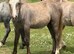 Welsh a type yearling