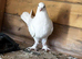 Rare white Turkish Tumbler Pigeons For Sale