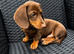 KC registered Miniature Dachshund puppy’s
