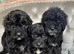 Black Cavapoo puppies