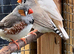 Australian finches for sale