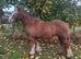 14hh 5 year old mare