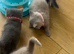 Lovely British shorthair kittens
