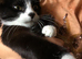 6 week old kittens nearly ready for forever homes.