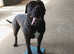 Perro de Presa Canario for stud