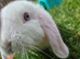 Two Bunnies for rehoming