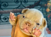 New Shade KC Registered French Bulldog Puppies