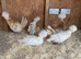 Frizzle feather polish chicks