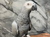 Handreared Uk Bred Tame Talking Congo African Grey Parrot