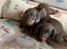 Mini dachshund puppies