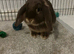 beautiful Mini lop