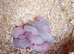 Ferret kits