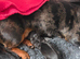 Mini dachshund short haired