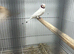 2 pair of albino cutthroats